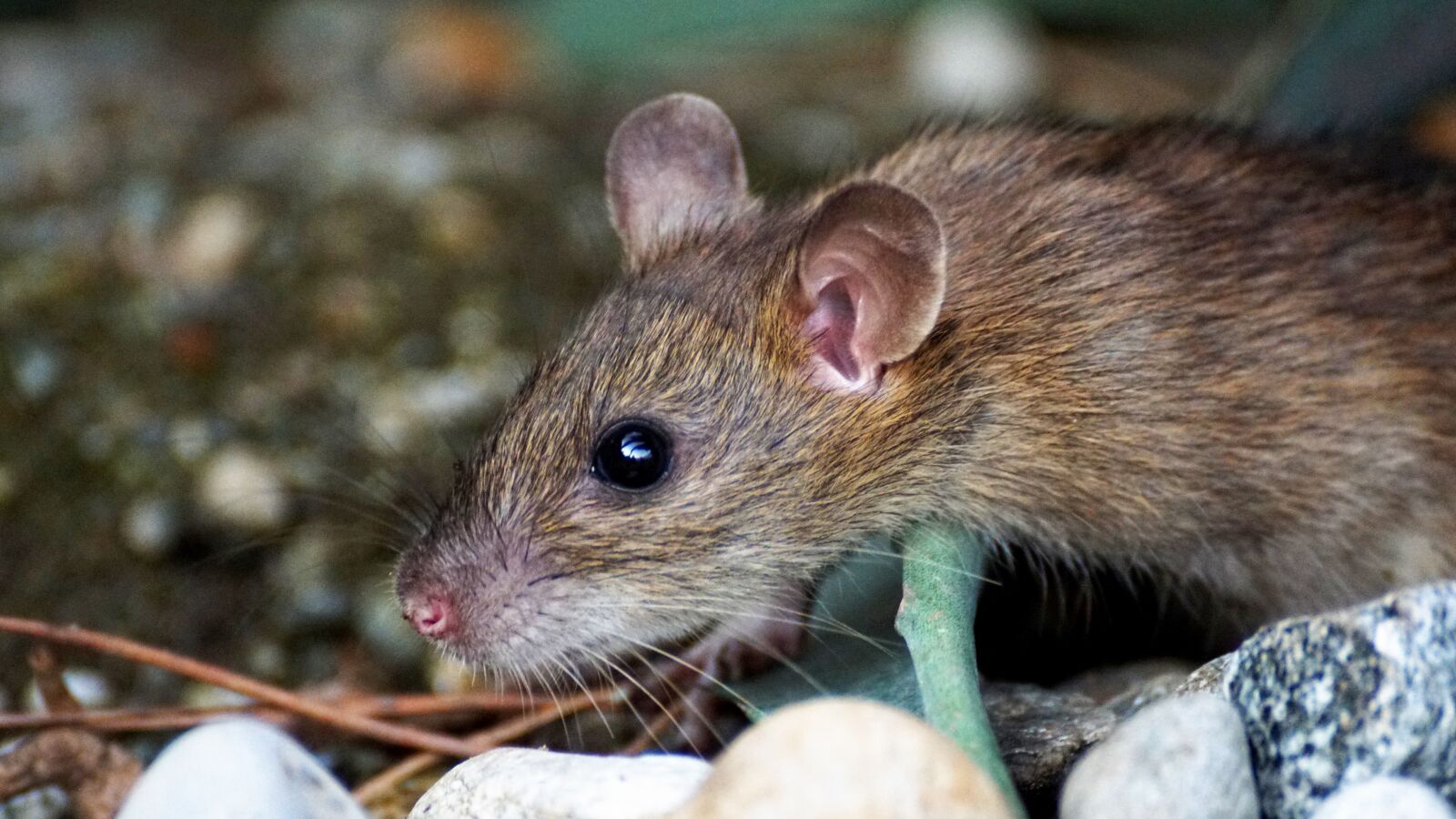 Sony DT 55-300mm F4.5-5.6 SAM sample photo. Mouse, nager, animal photography