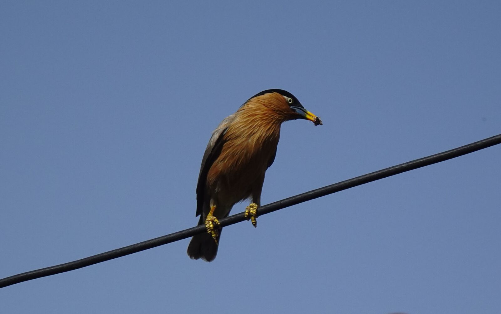 Sony DSC-WX800 sample photo. Bird, aves, brahminy myna photography