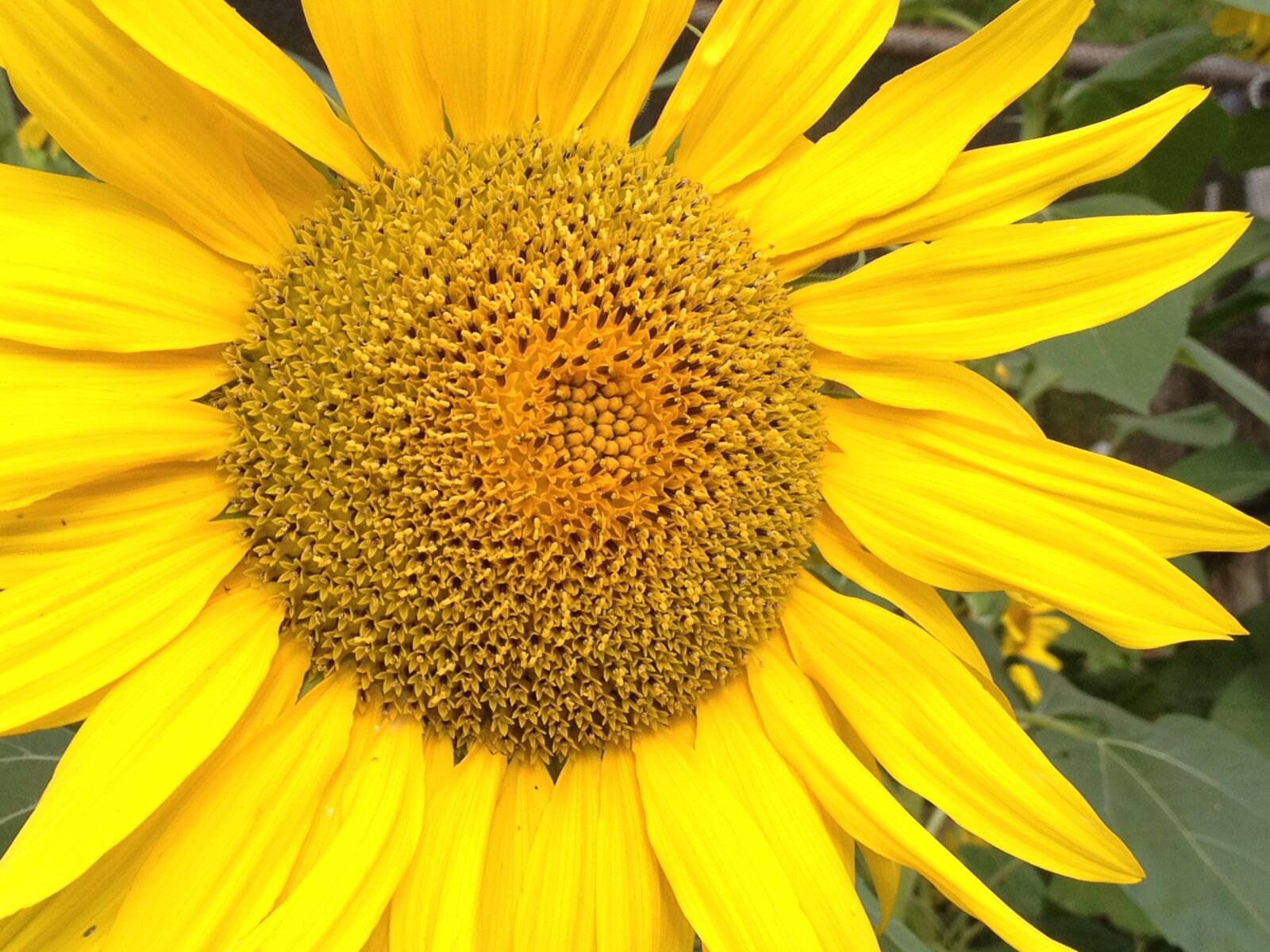 iPhone 4S back camera 4.28mm f/2.4 sample photo. Sunflower, flower, petals photography