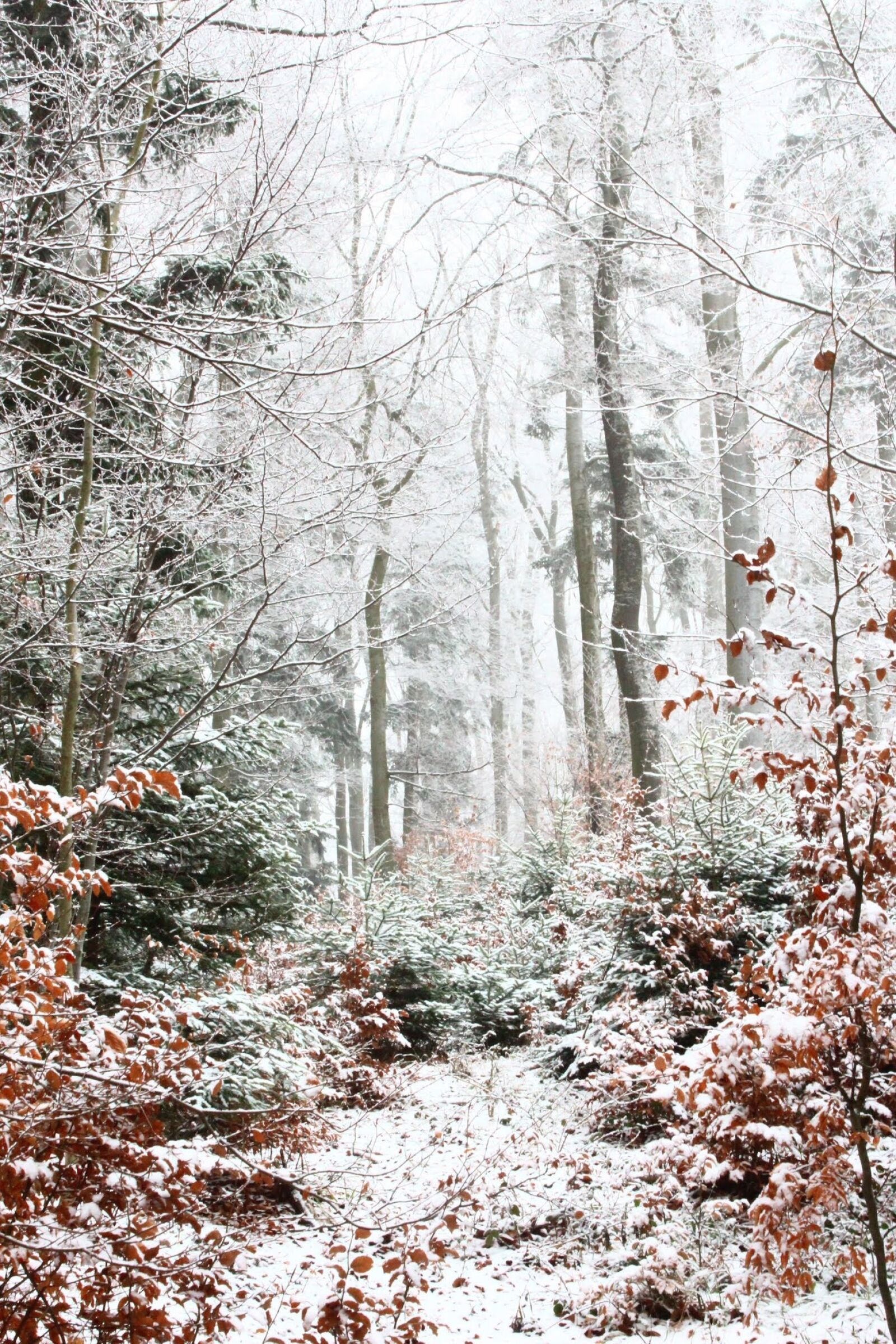 Canon EOS 600D (Rebel EOS T3i / EOS Kiss X5) sample photo. Forest, snow, winter photography
