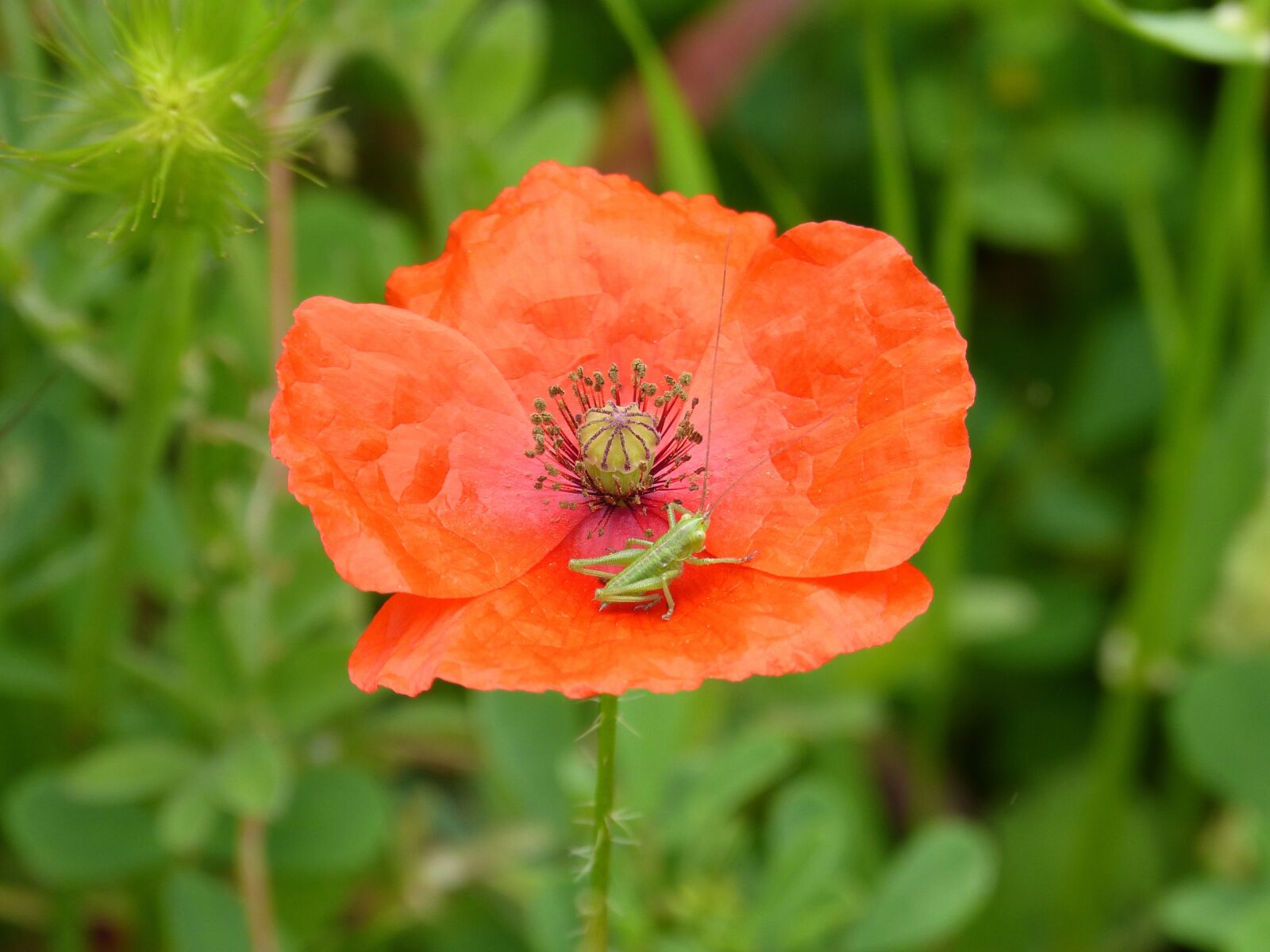Panasonic DMC-FZ62 sample photo. Green grasshopper, poppy, small photography