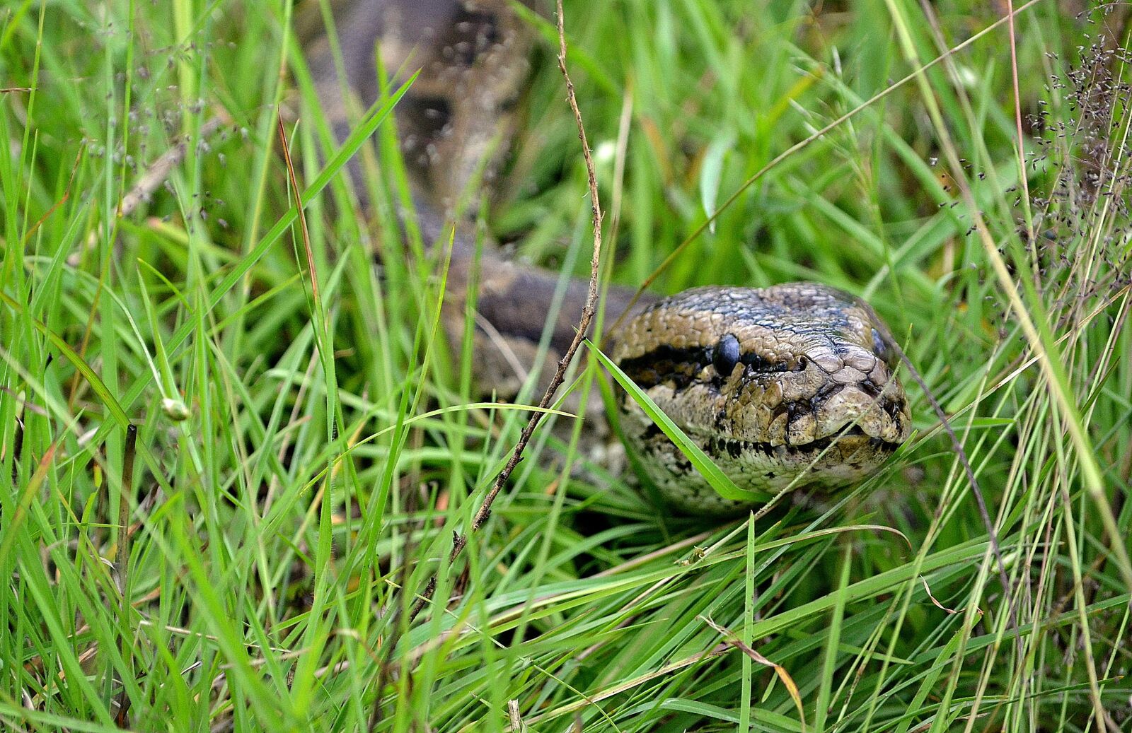 Nikon D3100 sample photo. Africa, nature, animal photography