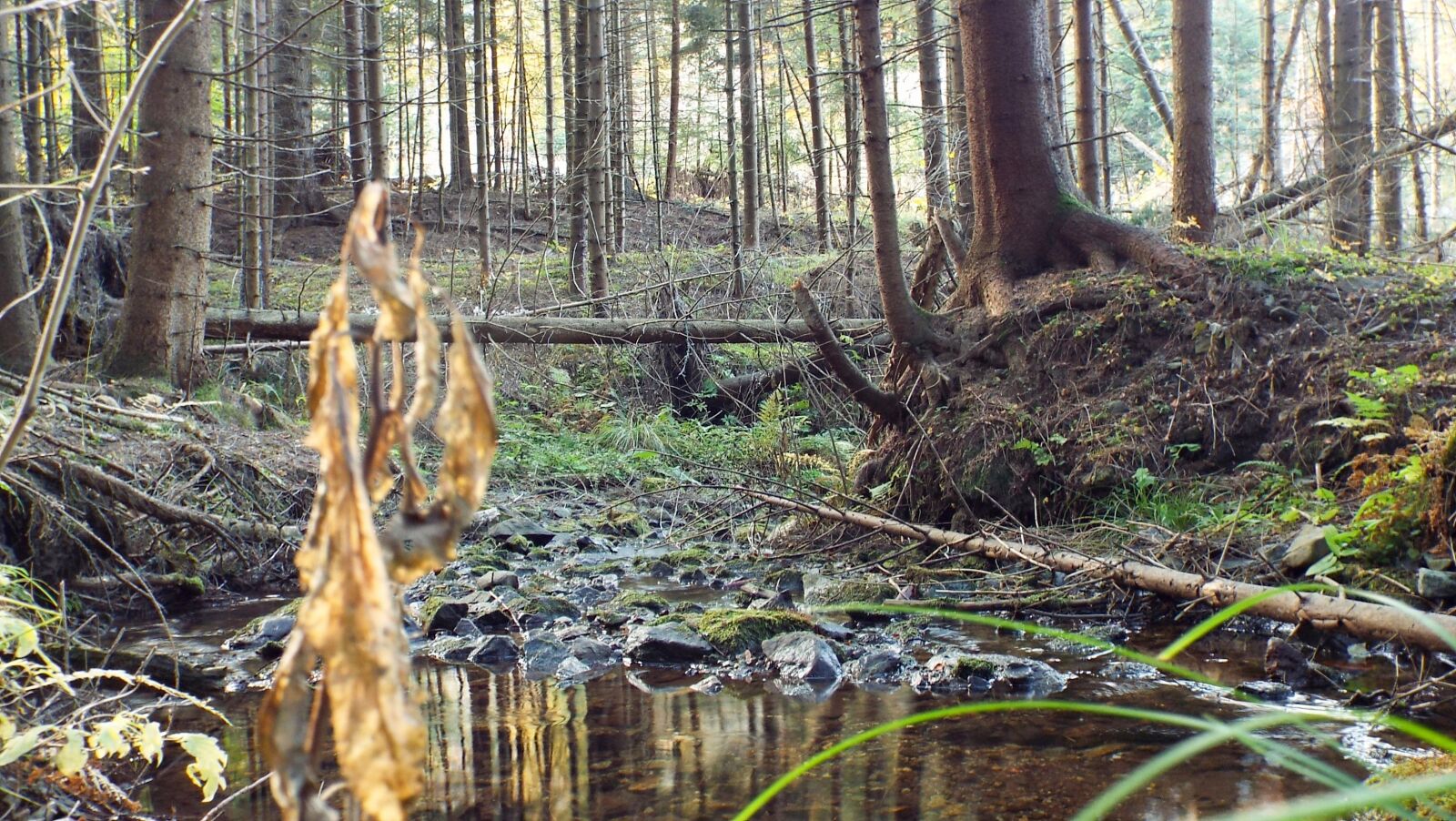 Fujifilm FinePix S9200 S9250 S9150 sample photo. Forest, water, trees photography
