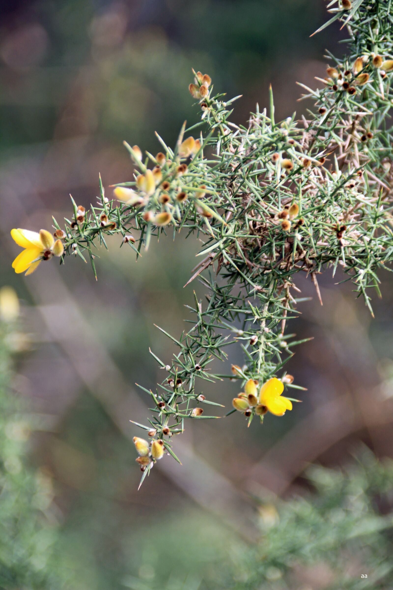 Canon EOS 7D sample photo. Flower, yellow, country photography