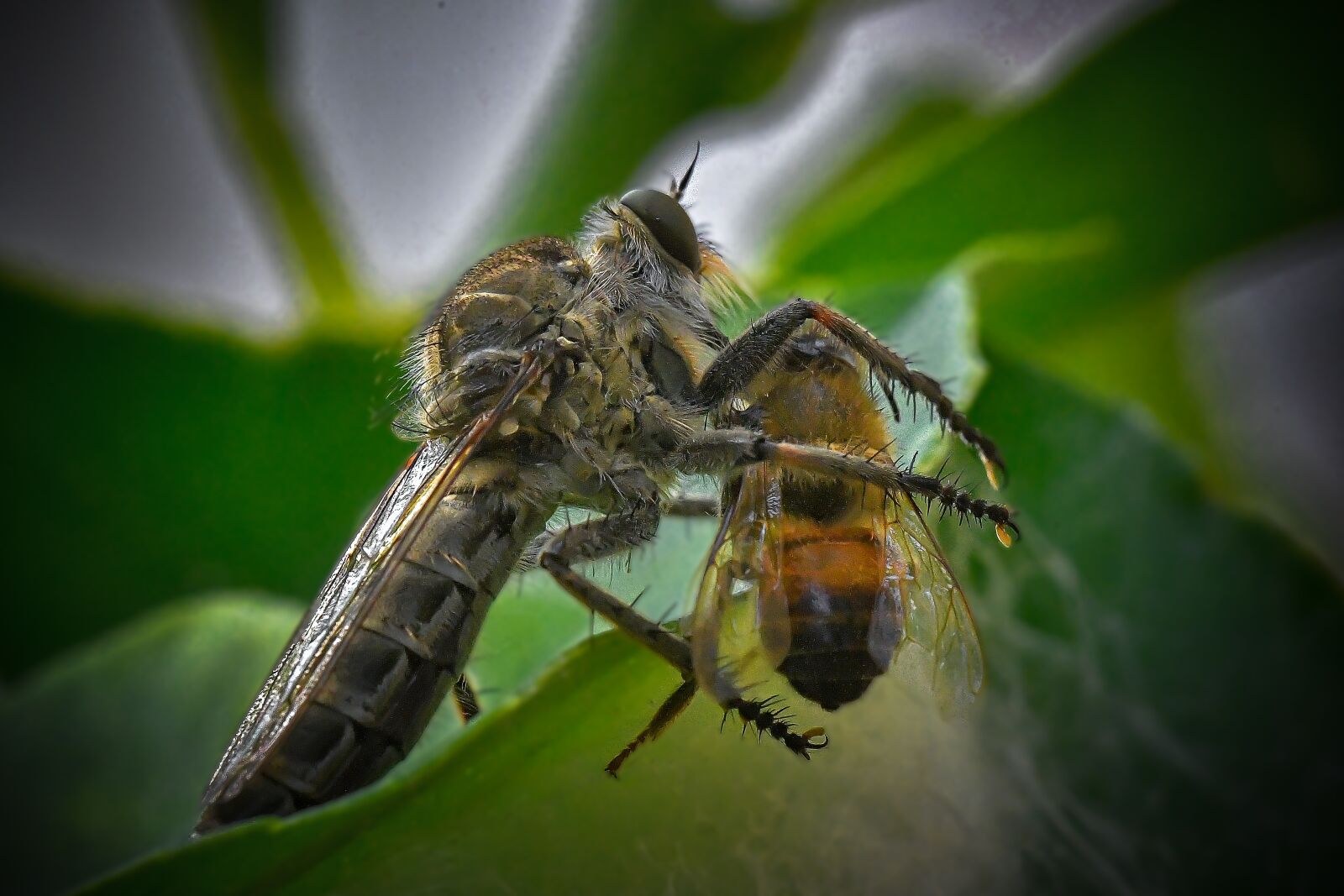 Nikon D5 sample photo. Insect, bee, prey photography