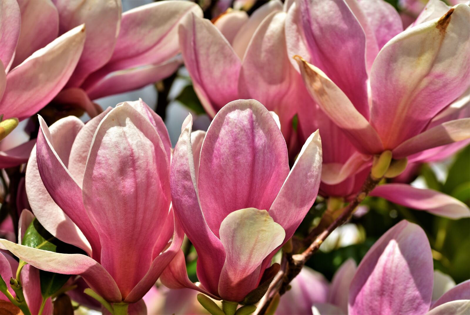 Nikon D7200 sample photo. Magnolia, magnolia tree, flowers photography