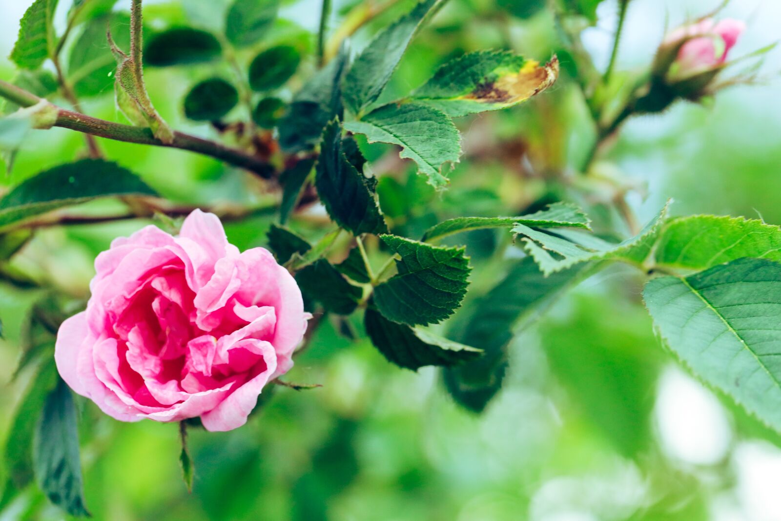 Canon EOS R sample photo. Rose, plant, branch photography