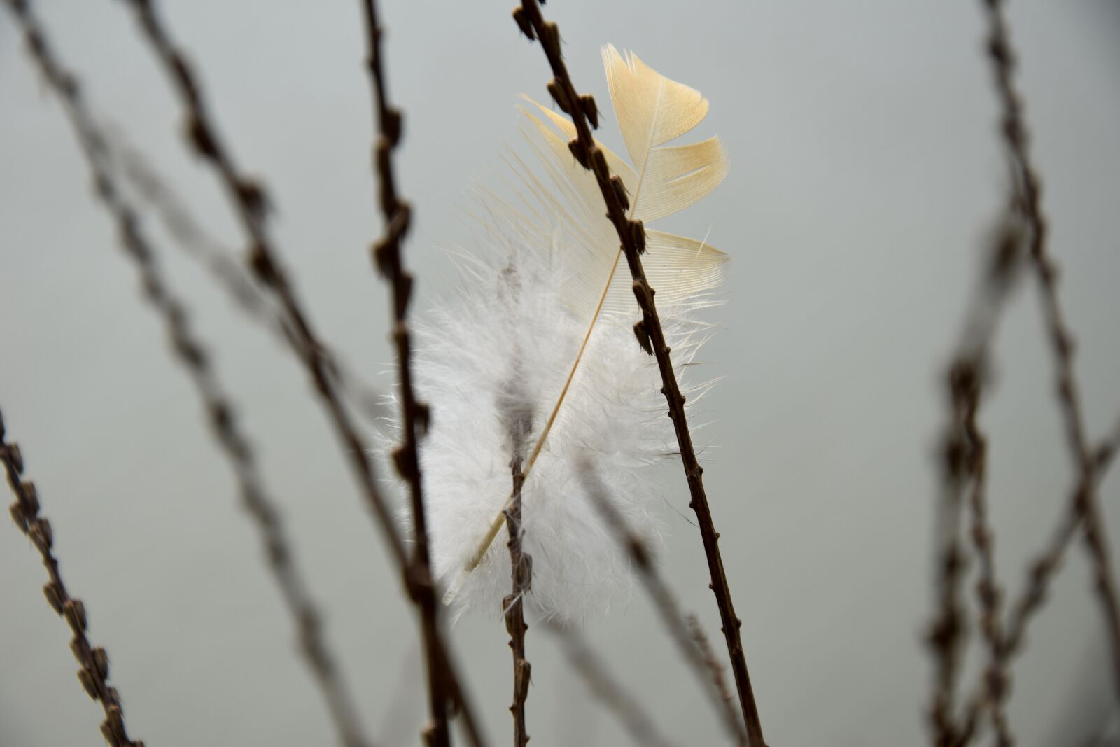 Nikon D5300 sample photo. Feather, close-up, gray photography