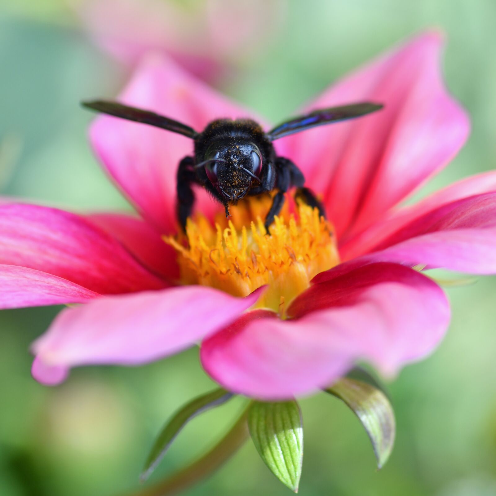 Nikon D500 + Tokina AT-X Pro 100mm F2.8 Macro sample photo. Bee, insect, pollination photography