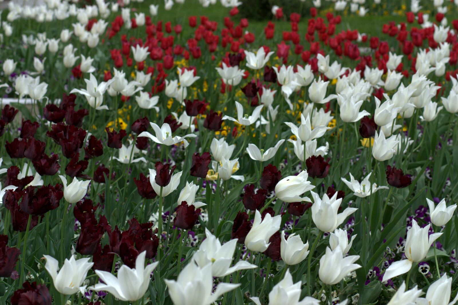 Canon EOS 450D (EOS Rebel XSi / EOS Kiss X2) sample photo. Tulips, flowers, supplies photography
