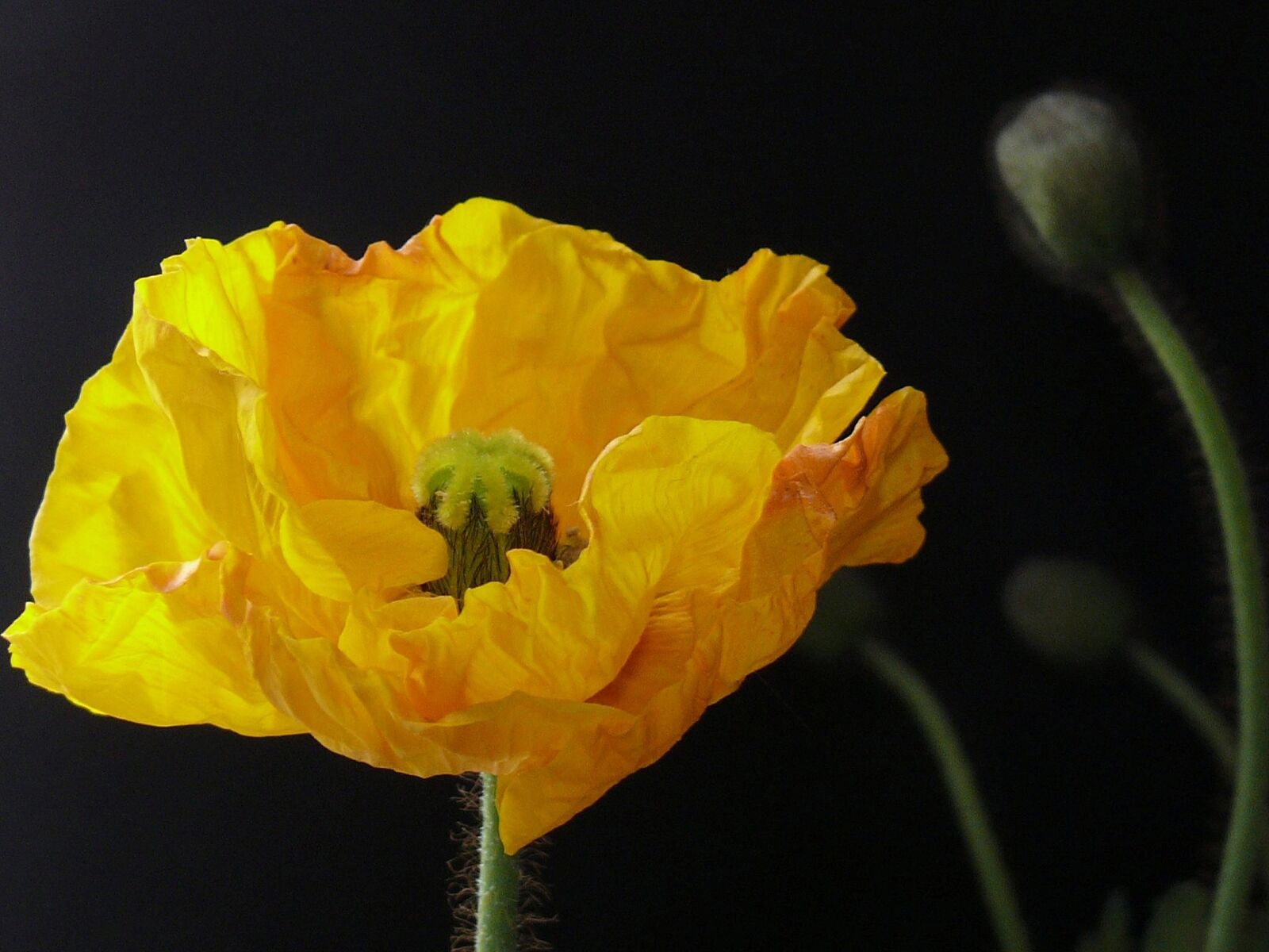 Leica V-LUX 1 sample photo. Yellow poppy, poppy, yellow photography