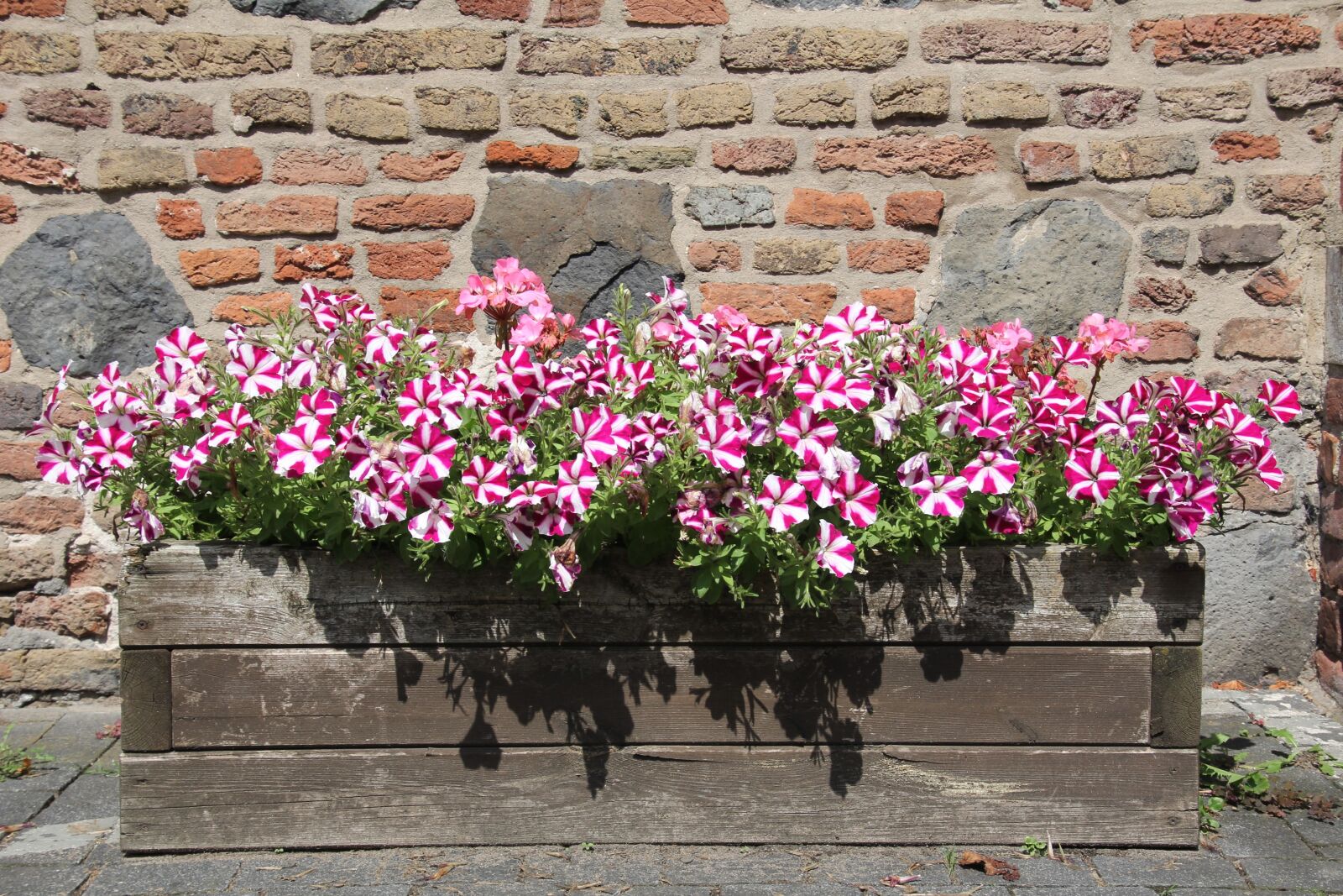 Canon EOS 60D sample photo. Decoration, flowers, planters photography