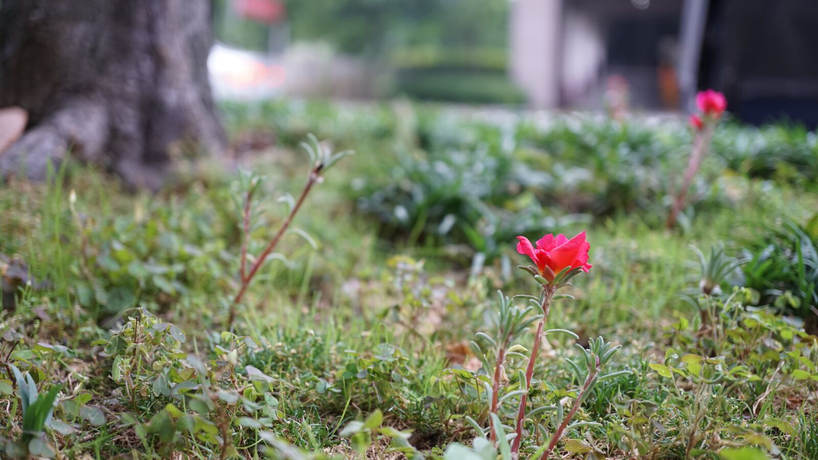 Sony E 30mm F3.5 Macro sample photo. Flowers, plants, flower gardens photography