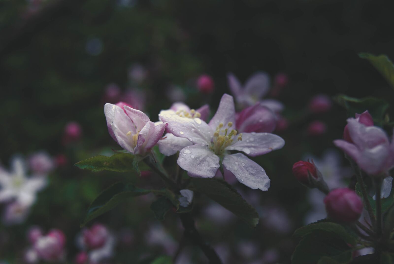 Sony Alpha DSLR-A230 sample photo. Bloom, flowers, blossom photography