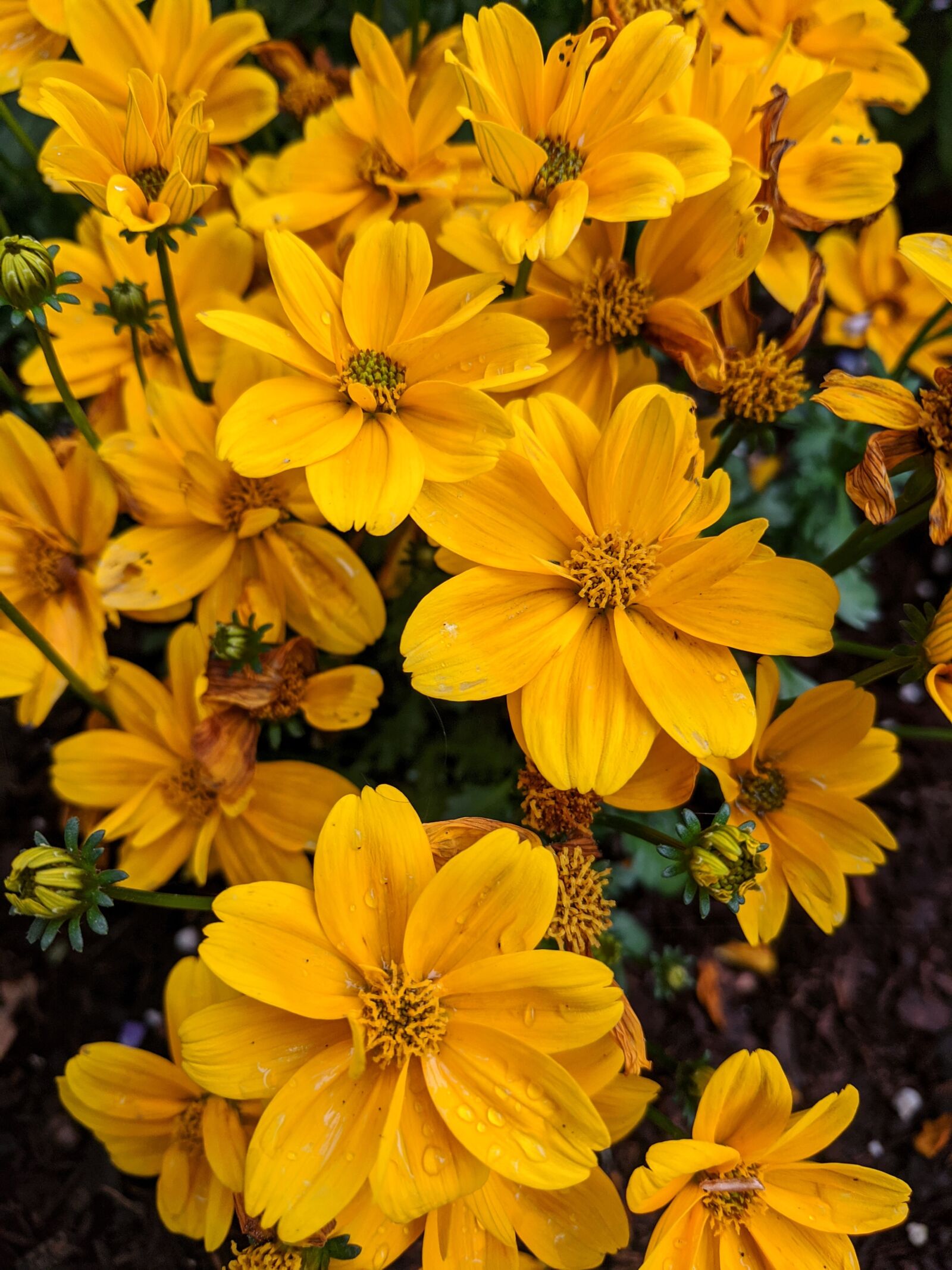Google Pixel sample photo. Yellow flowers, yellow, flowers photography