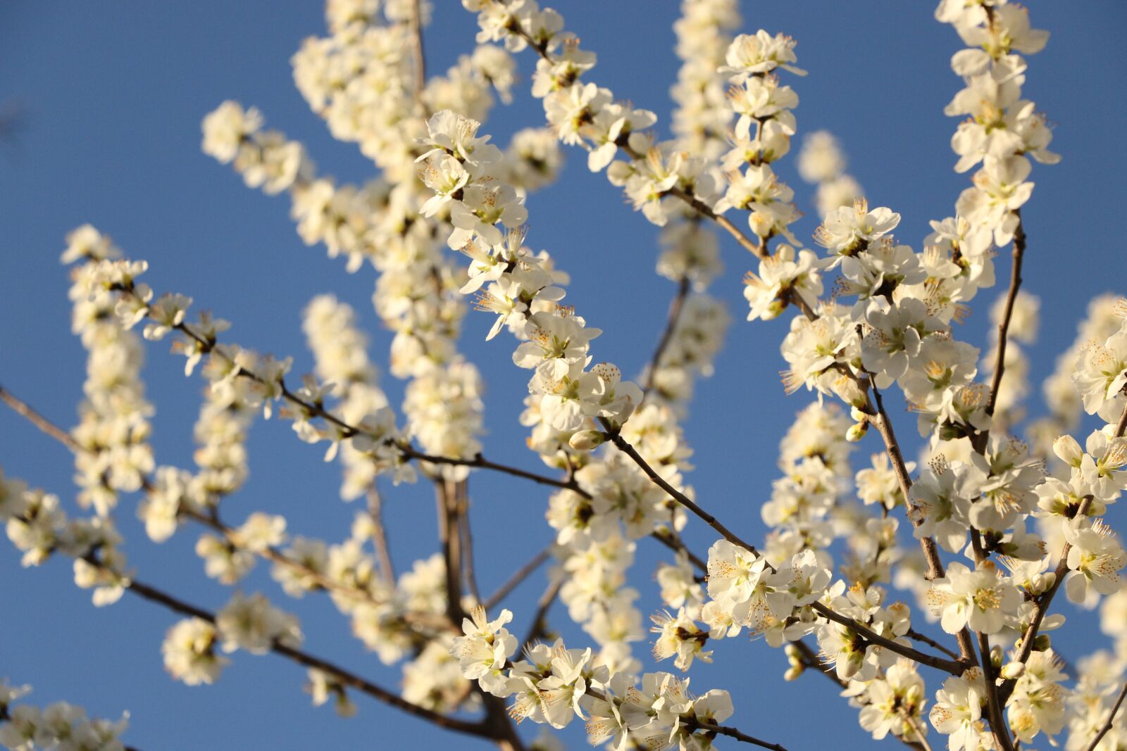 Canon EOS 70D sample photo. Spring, the year april photography