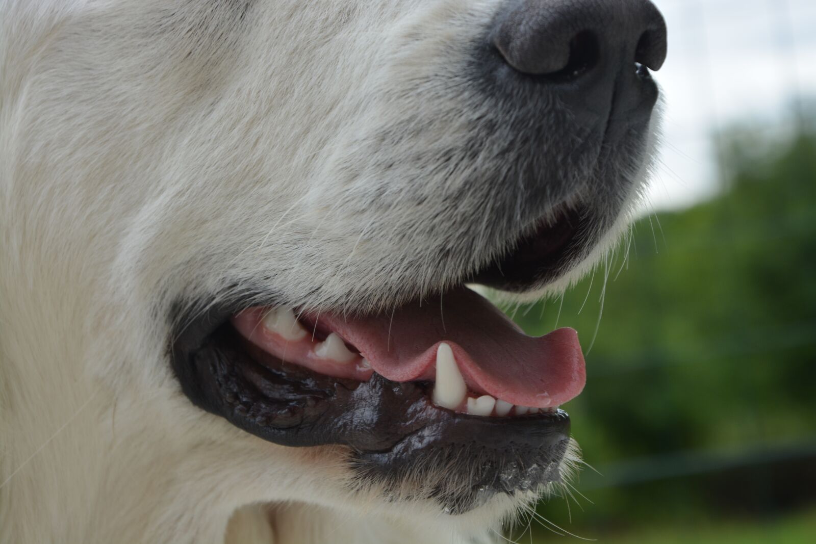 Nikon D5200 sample photo. The mouth of a photography