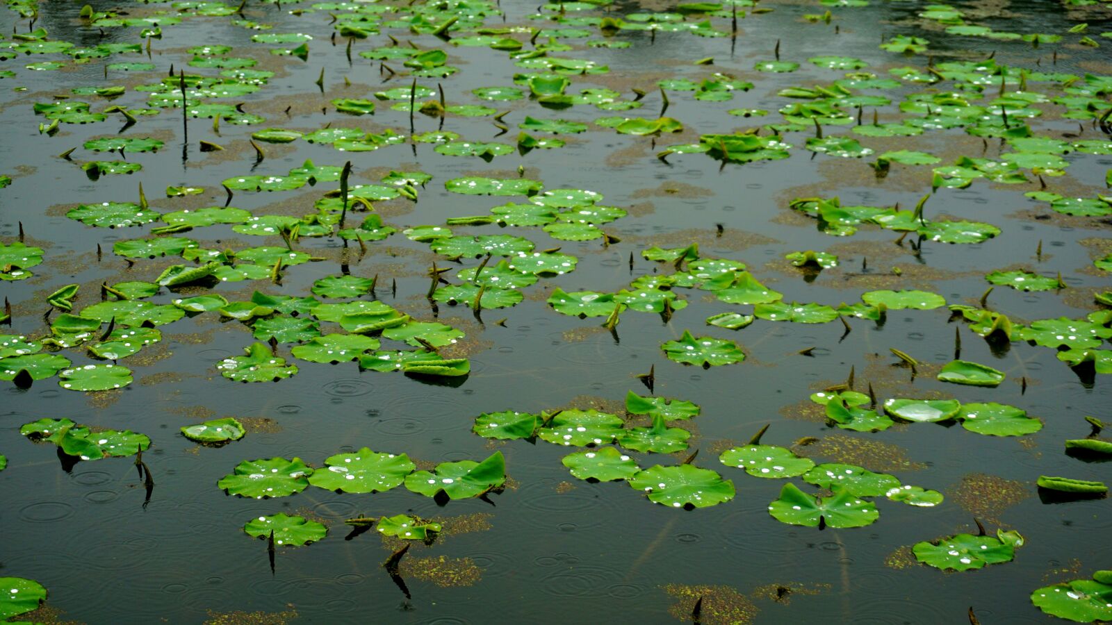 Sony a5100 sample photo. Pond, raindrops, trickle photography