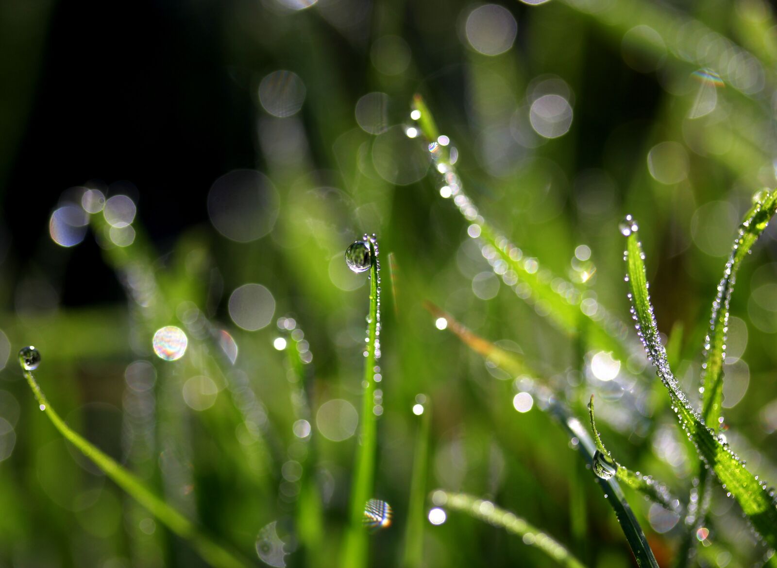 Canon EF-S 60mm F2.8 Macro USM sample photo. Grass, wet, drops photography