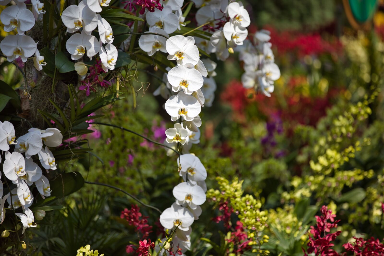 Canon EF 70-200mm F2.8L IS II USM sample photo. Garden, flowers, color photography