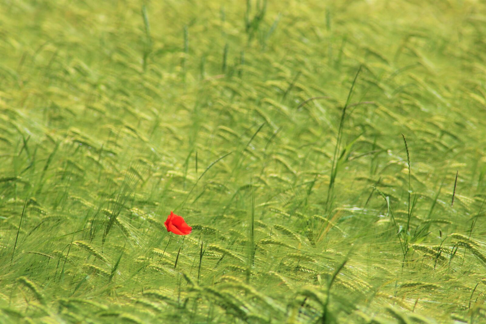 Canon EOS 2000D (EOS Rebel T7 / EOS Kiss X90 / EOS 1500D) sample photo. Poppy, field, barley photography