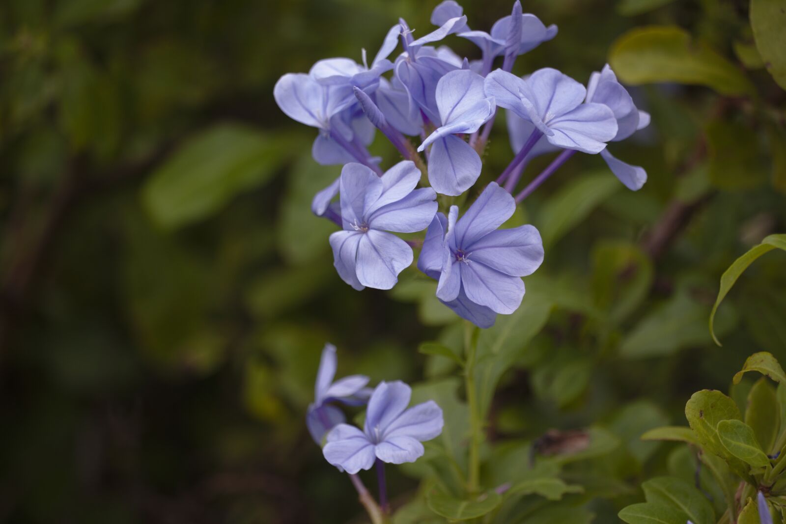 Canon EF-S 55-250mm F4-5.6 IS STM sample photo. Flower, purple, flora photography