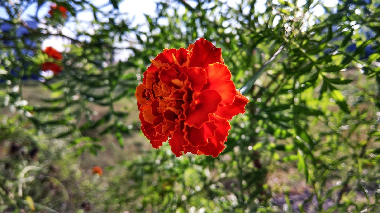 Xiaomi Redmi Note 4 sample photo. Flower, sky, nature photography