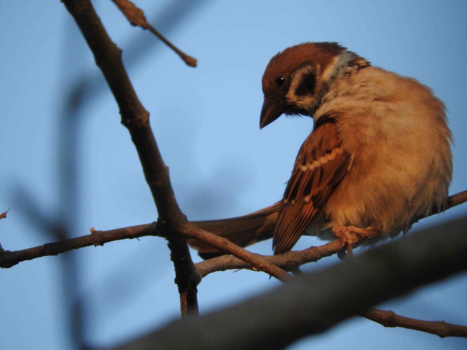 Nikon Coolpix P610 sample photo. Birds, nature, branch photography