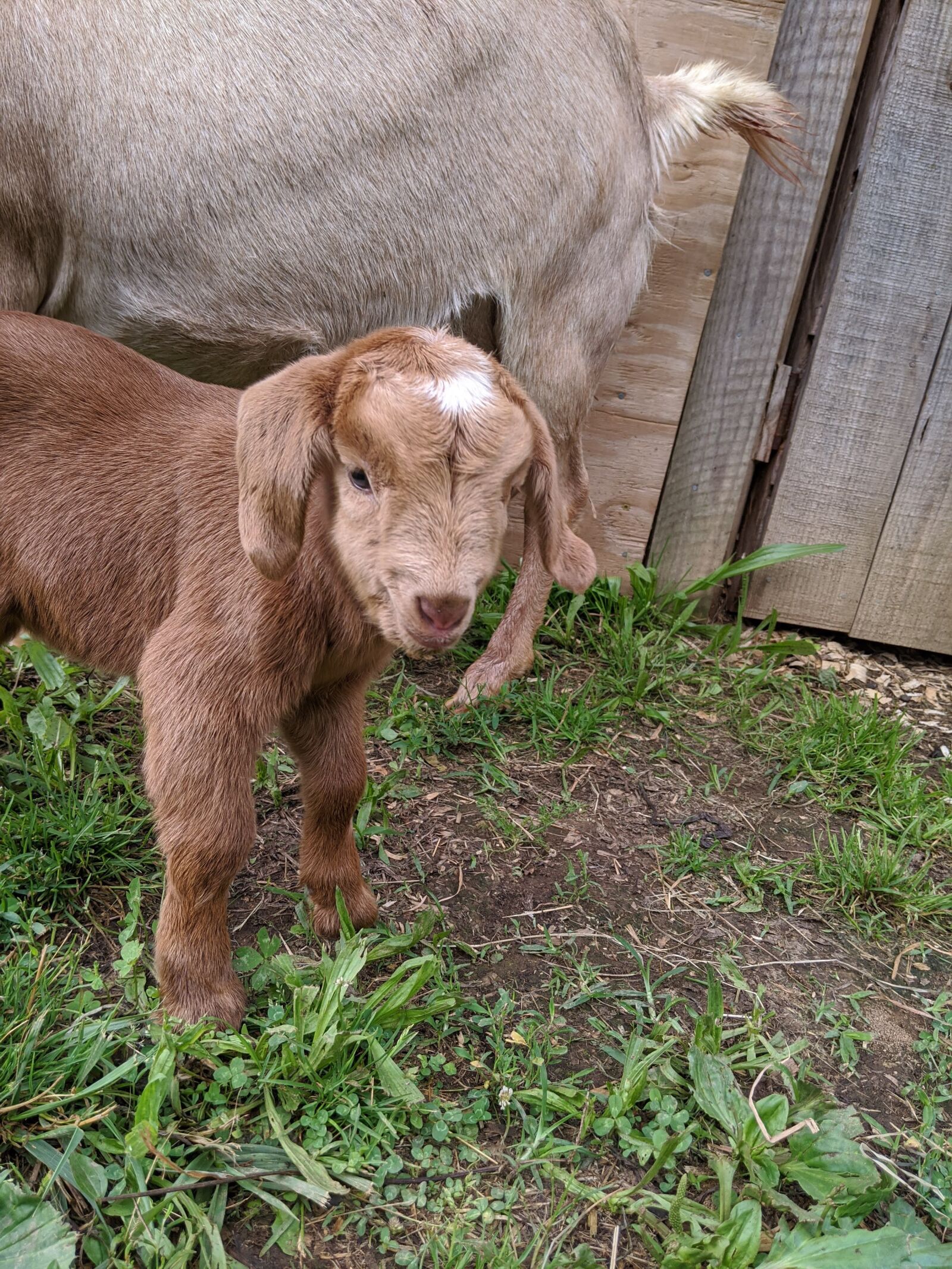 Google Pixel 3a sample photo. Goat, brown, baby photography