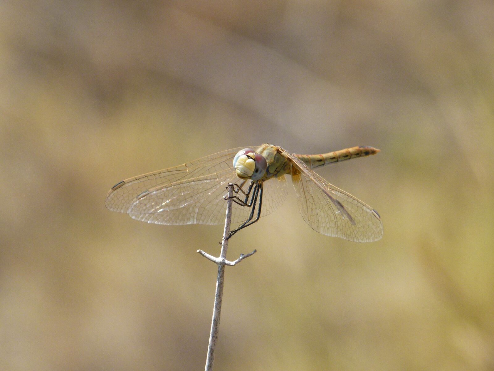 Leica V-Lux 2 sample photo. Dragonfly, yellow dragonfly, branch photography