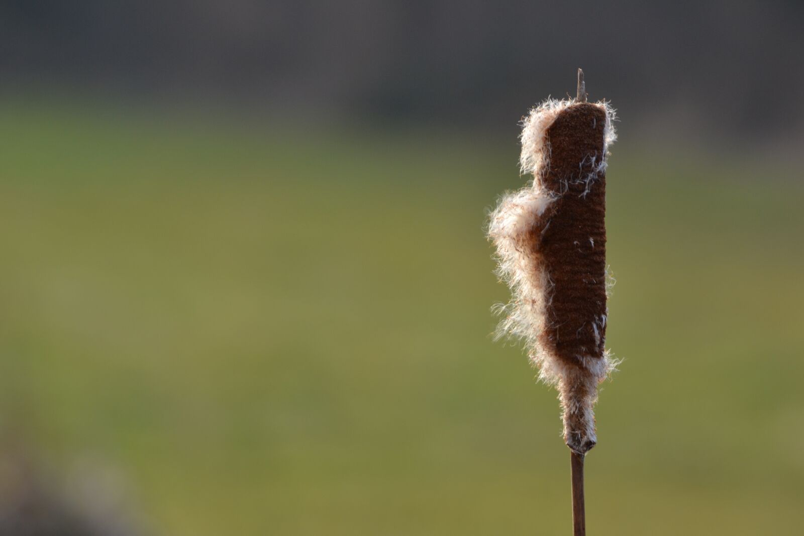 Nikon D3100 sample photo. Cattail, plant, flower photography