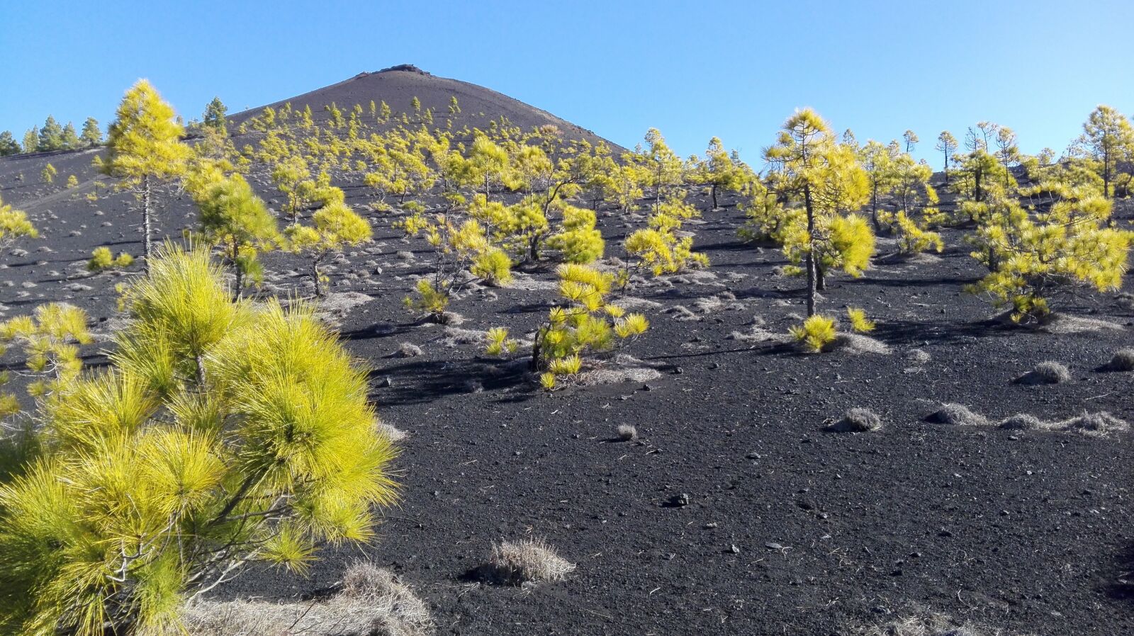 HUAWEI P8 Lite sample photo. Volcano, tree, nature photography