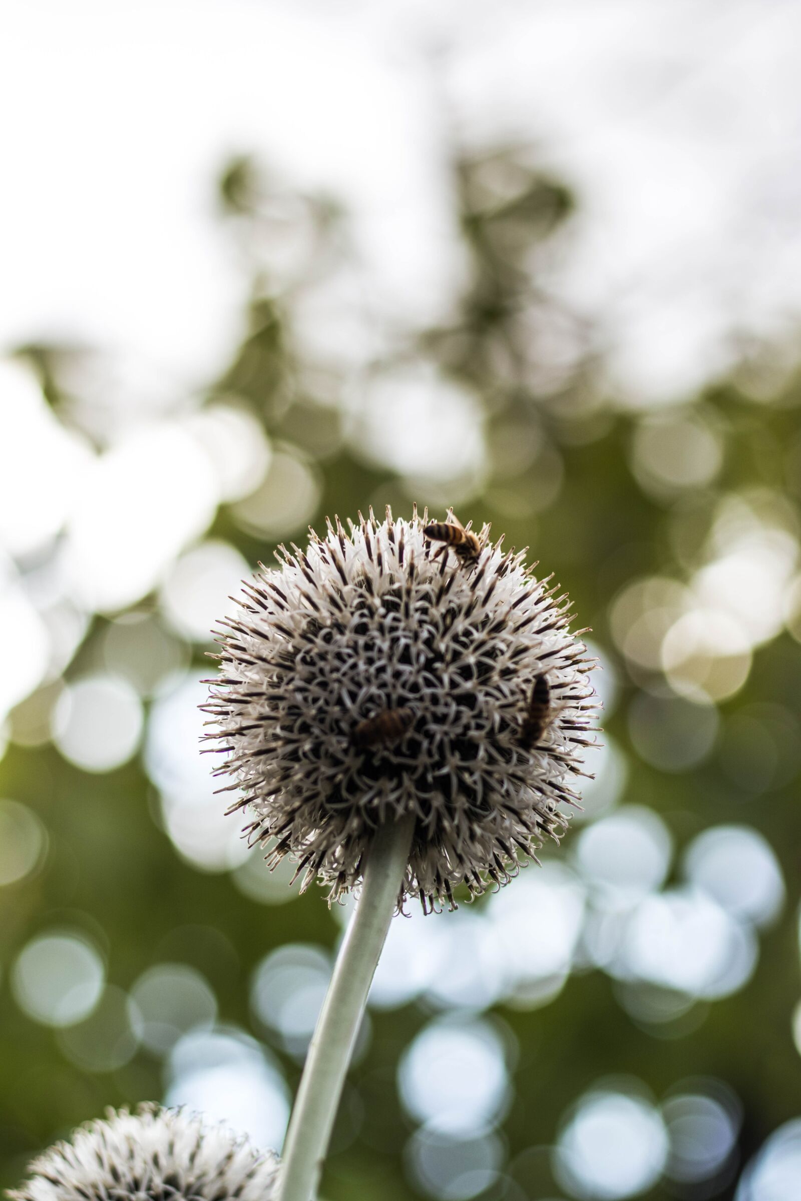 Canon EOS 80D sample photo. Flower, green, nature photography