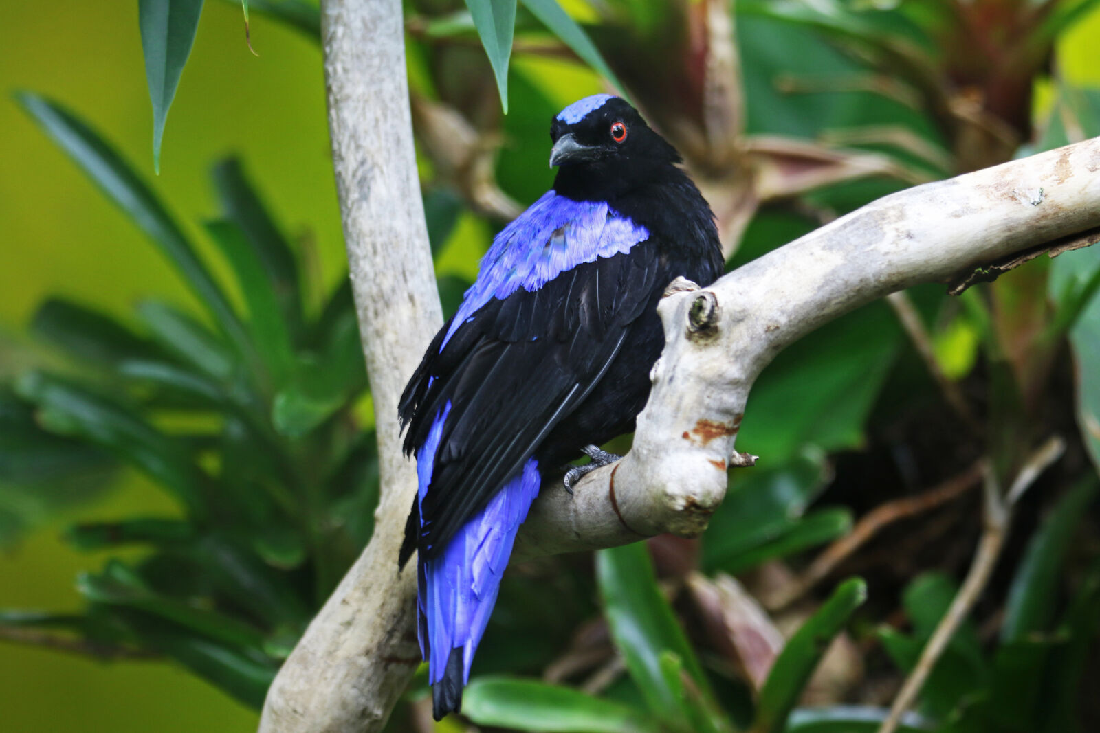 Canon EOS 7D Mark II sample photo. Animal, beak, bird, blue photography