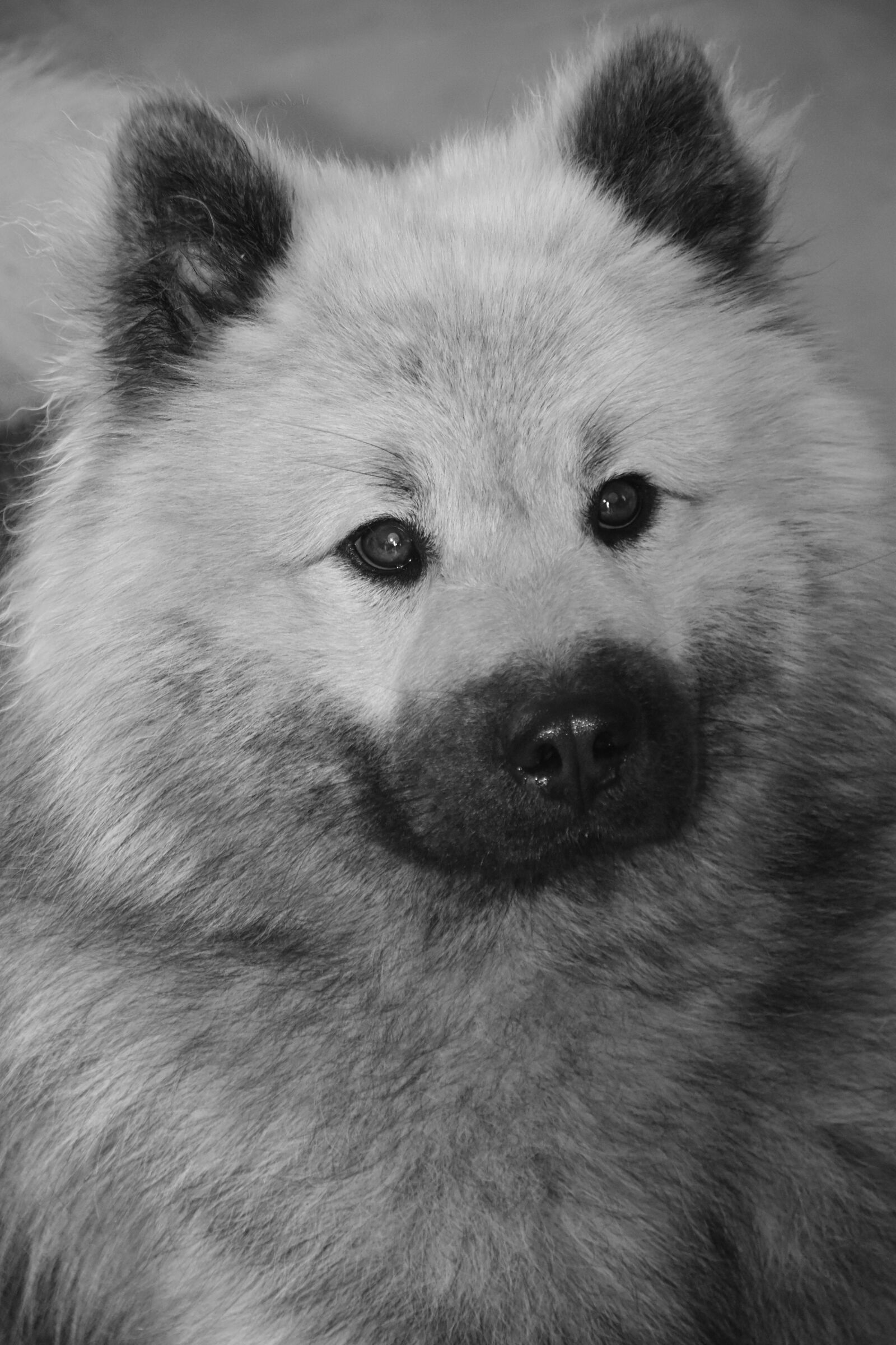 Nikon D5600 sample photo. Dog, black and white photography