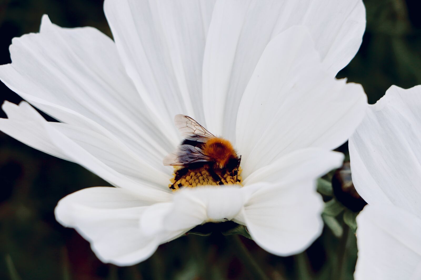 Canon EOS 800D (EOS Rebel T7i / EOS Kiss X9i) sample photo. Bee, flowers, insects photography