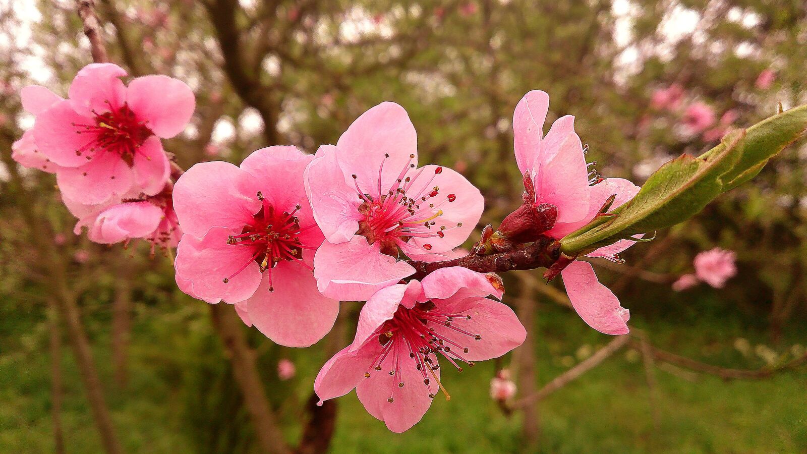 Sony Xperia Z sample photo. Flowers, bloom, flowering tree photography