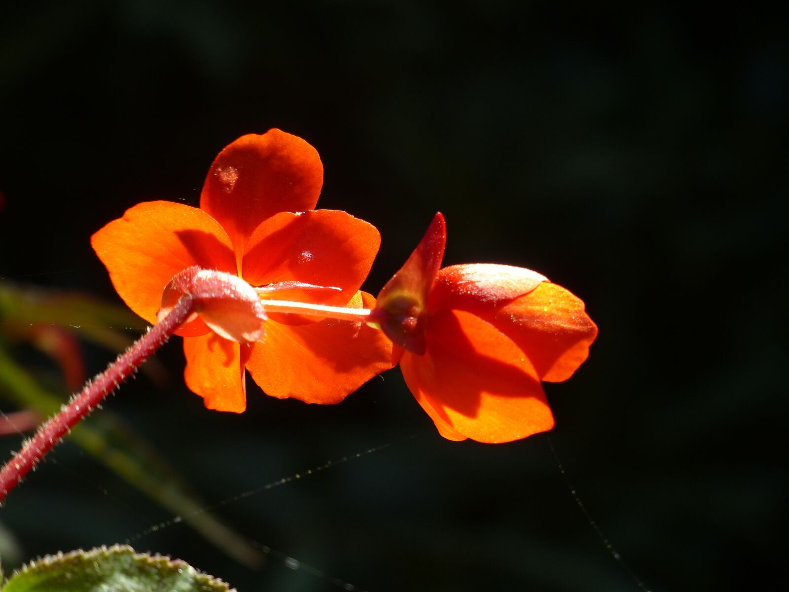 Panasonic Lumix DMC-FZ200 sample photo. Bright, orange, backlighting photography