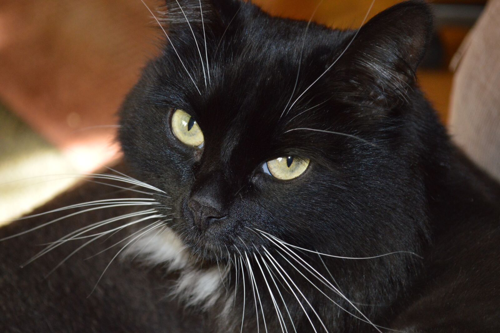 Nikon D3200 sample photo. Cat, cat's-eye, cat's eyes photography