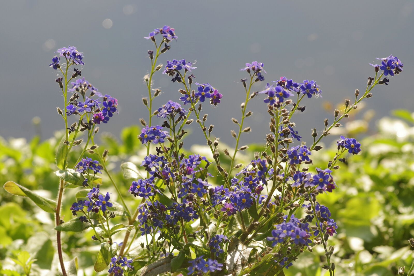 Pentax K-S2 sample photo. Flowers, blue, including a photography