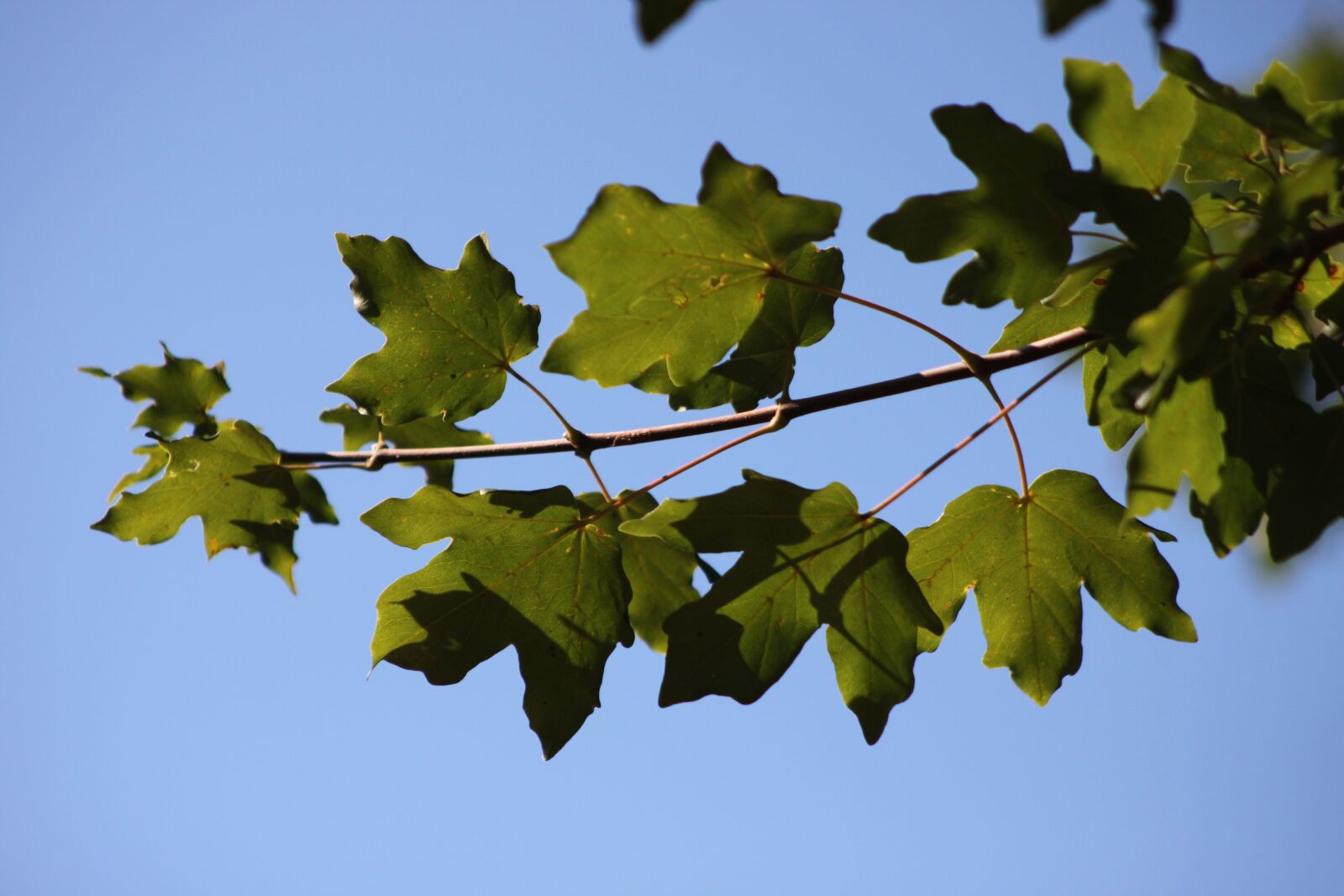Canon EOS 500D (EOS Rebel T1i / EOS Kiss X3) sample photo. Branch, reverse light, tree photography