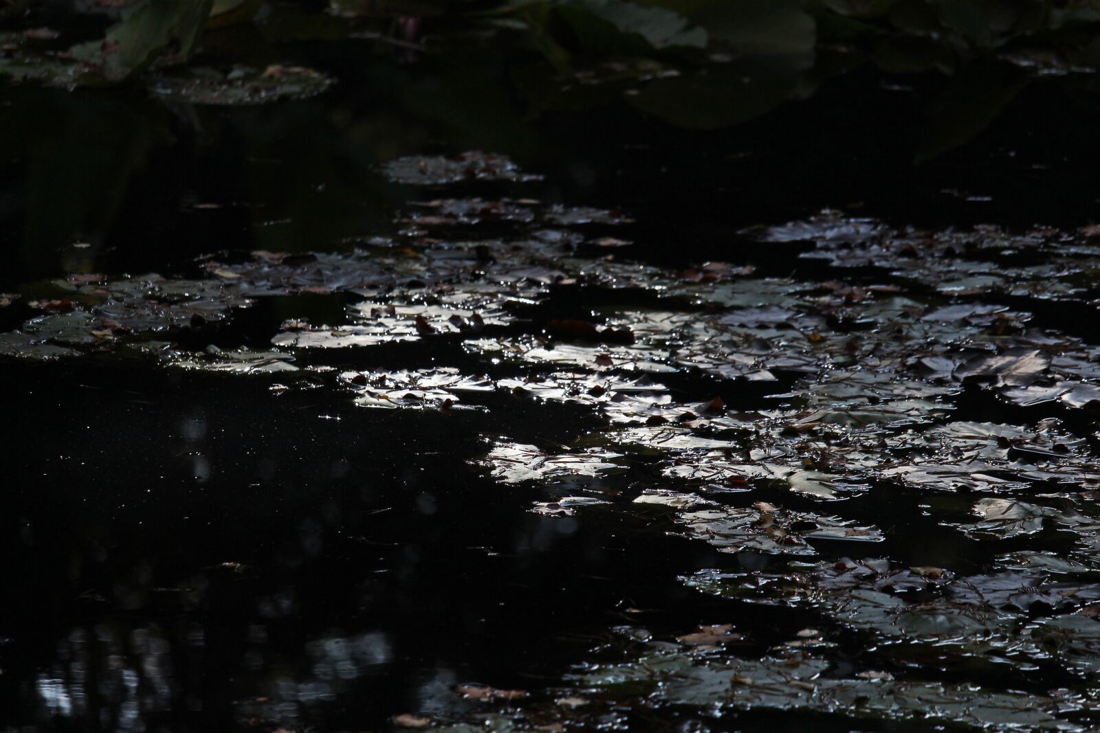 Canon EF-S 55-250mm F4-5.6 IS STM sample photo. Lake, water lilies, evening photography