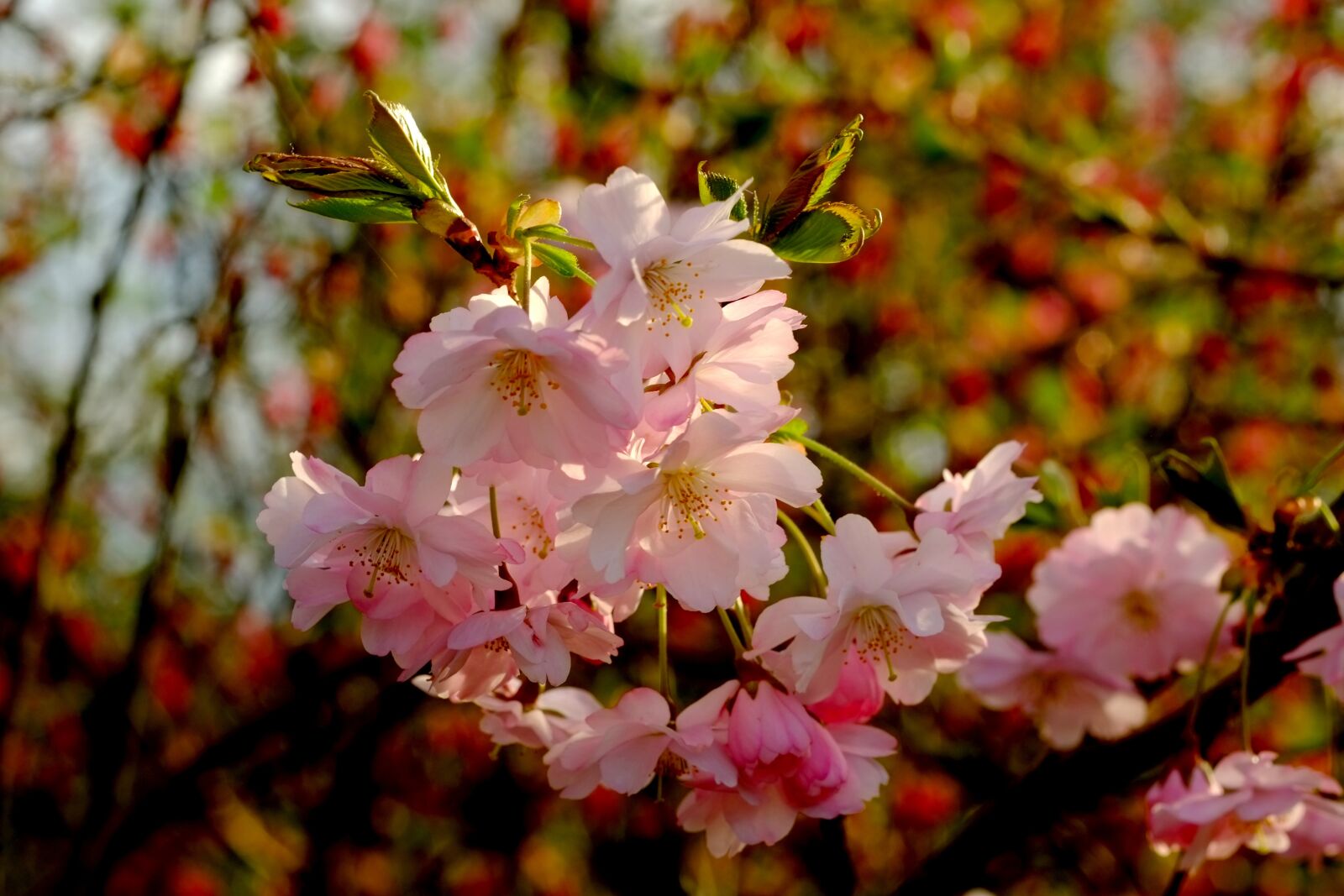 Fujifilm X-E1 sample photo. Cherry blossom, spring, pink photography