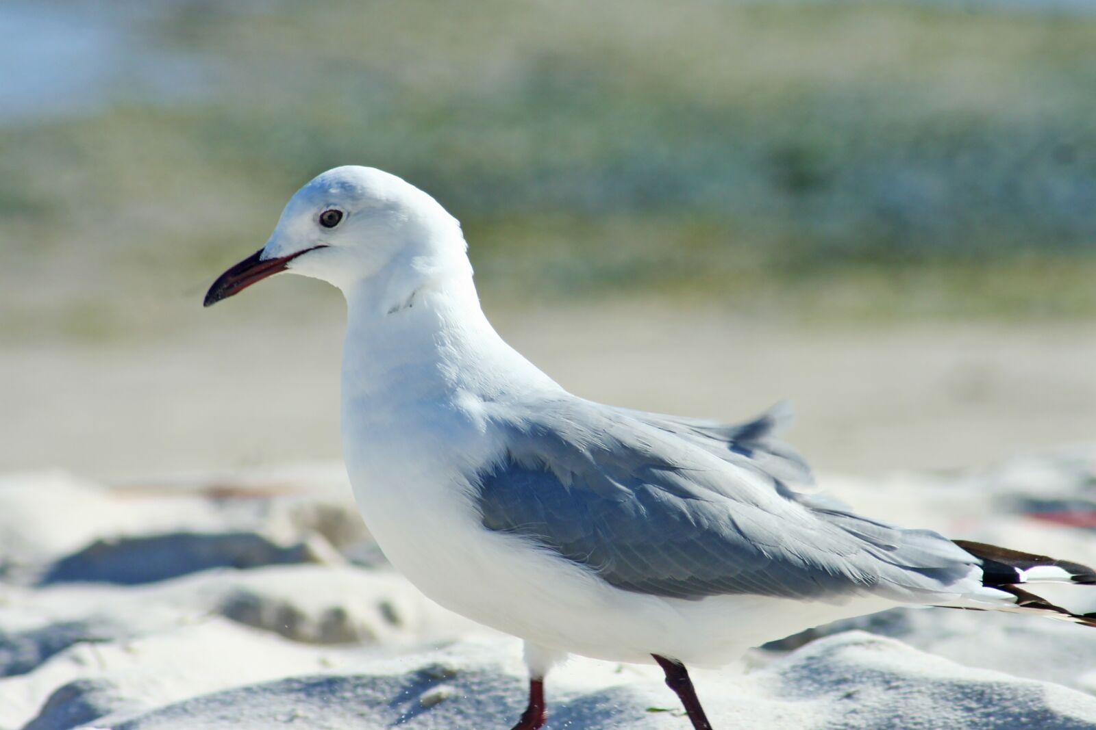 Canon EOS 350D (EOS Digital Rebel XT / EOS Kiss Digital N) sample photo. Sea gull, bird, beach photography
