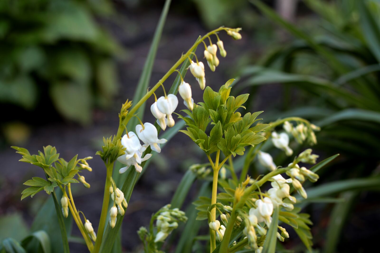 Canon EOS 7D Mark II sample photo. Dicentra alba, broken hearts photography