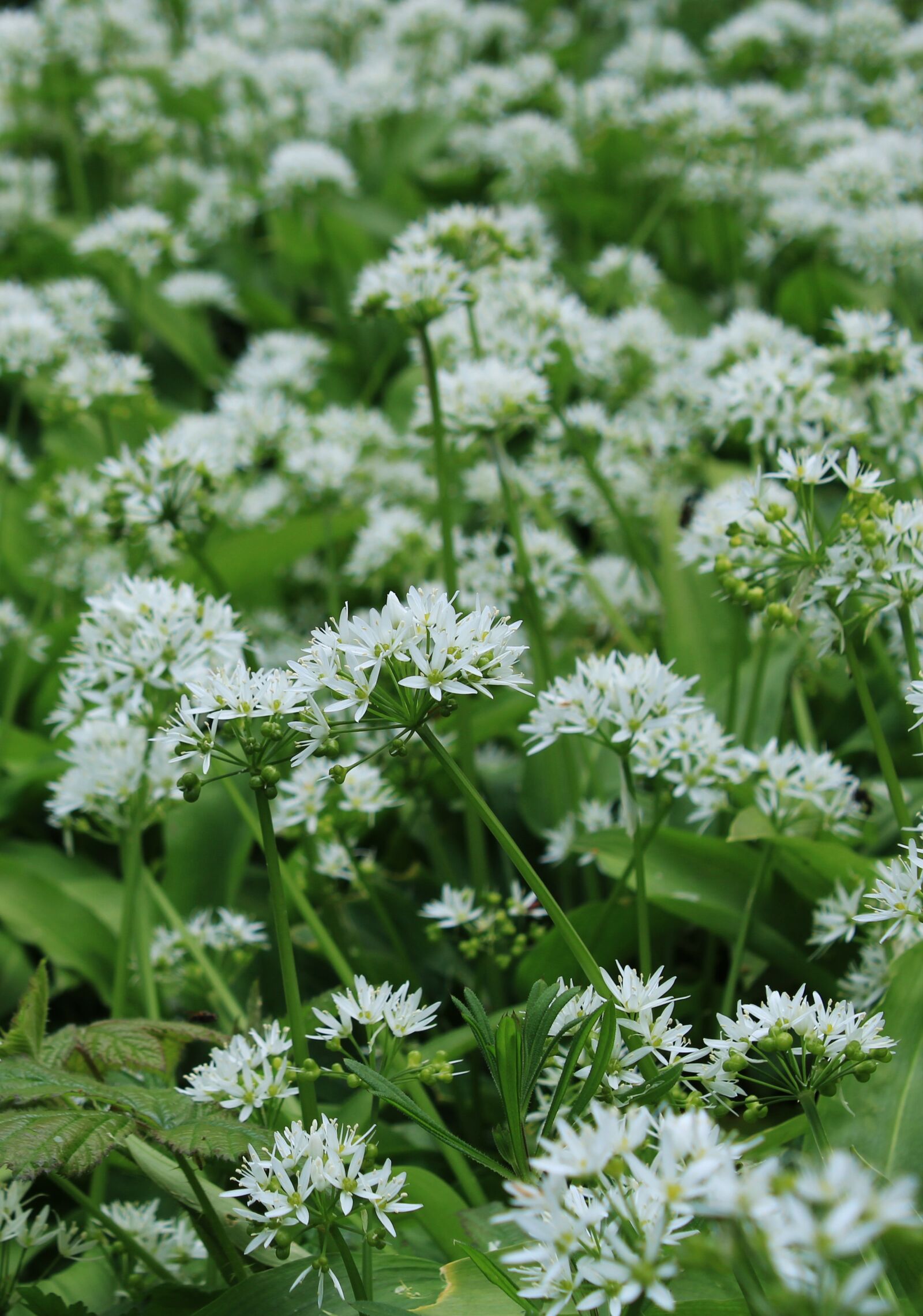Canon EOS 2000D (EOS Rebel T7 / EOS Kiss X90 / EOS 1500D) sample photo. Garlic chives, flowers, white photography