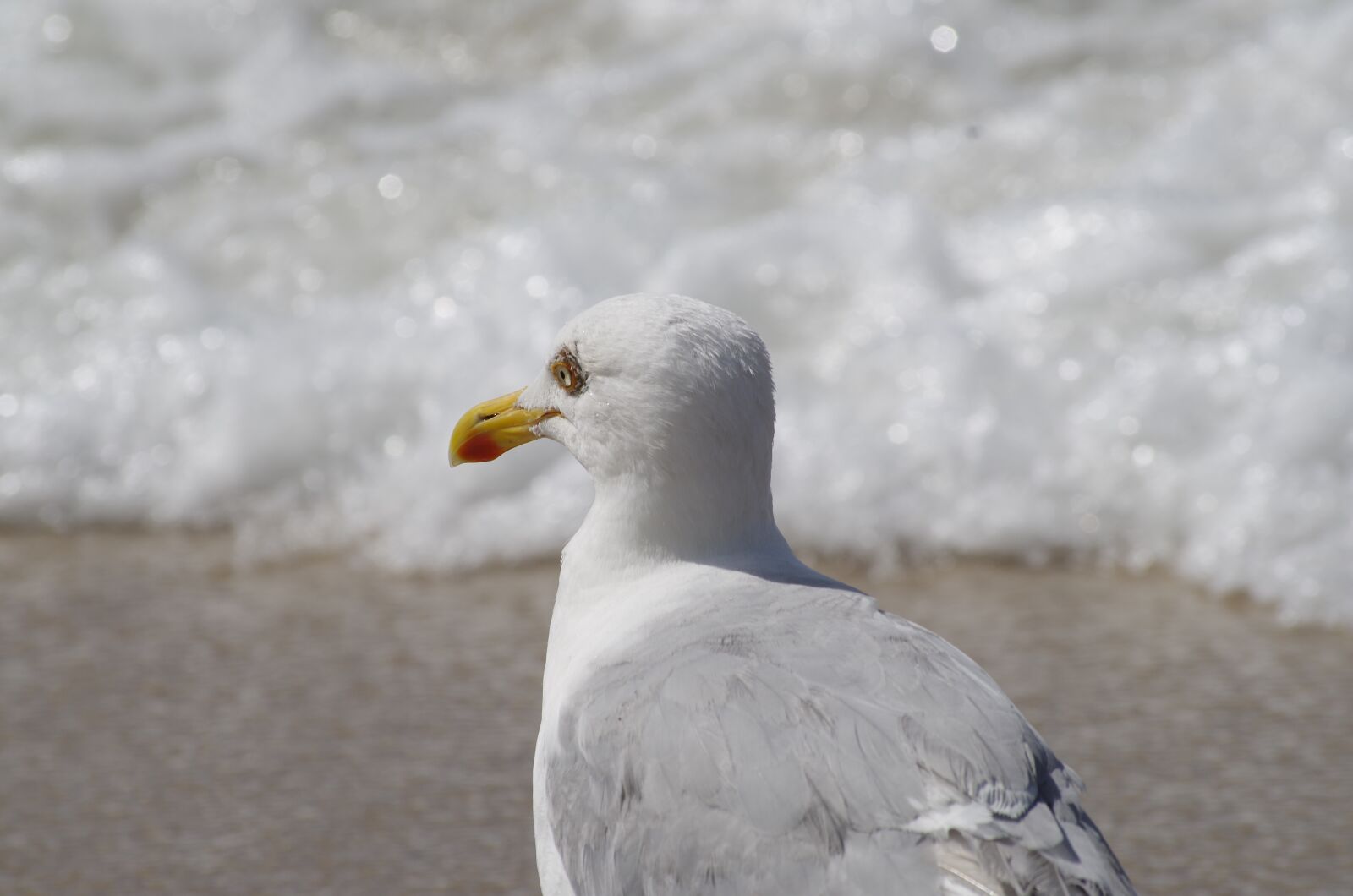 Pentax K-30 sample photo. Seagull, beach, north sea photography