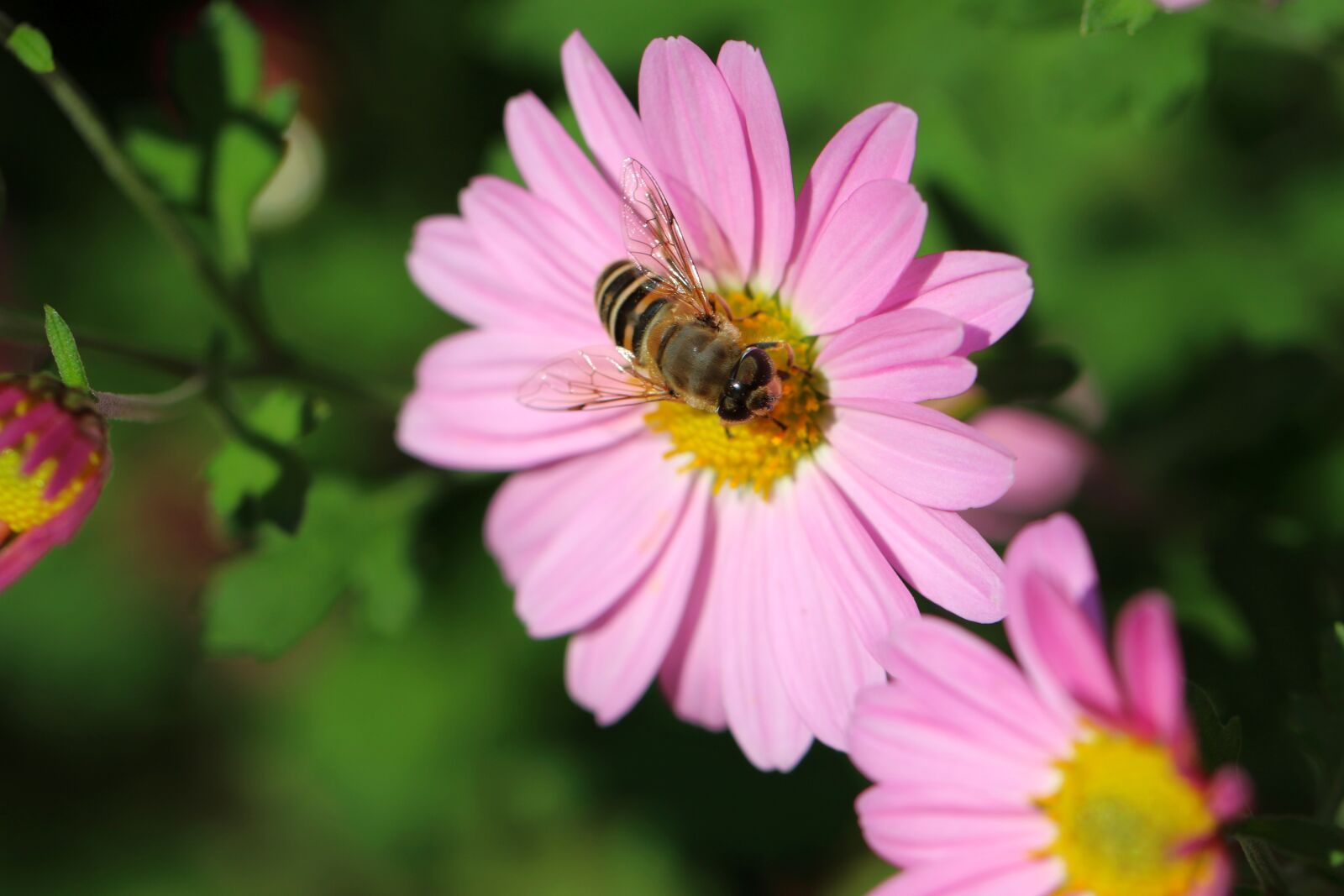 Canon EOS 7D Mark II sample photo. Cosmos, bee, flowers photography