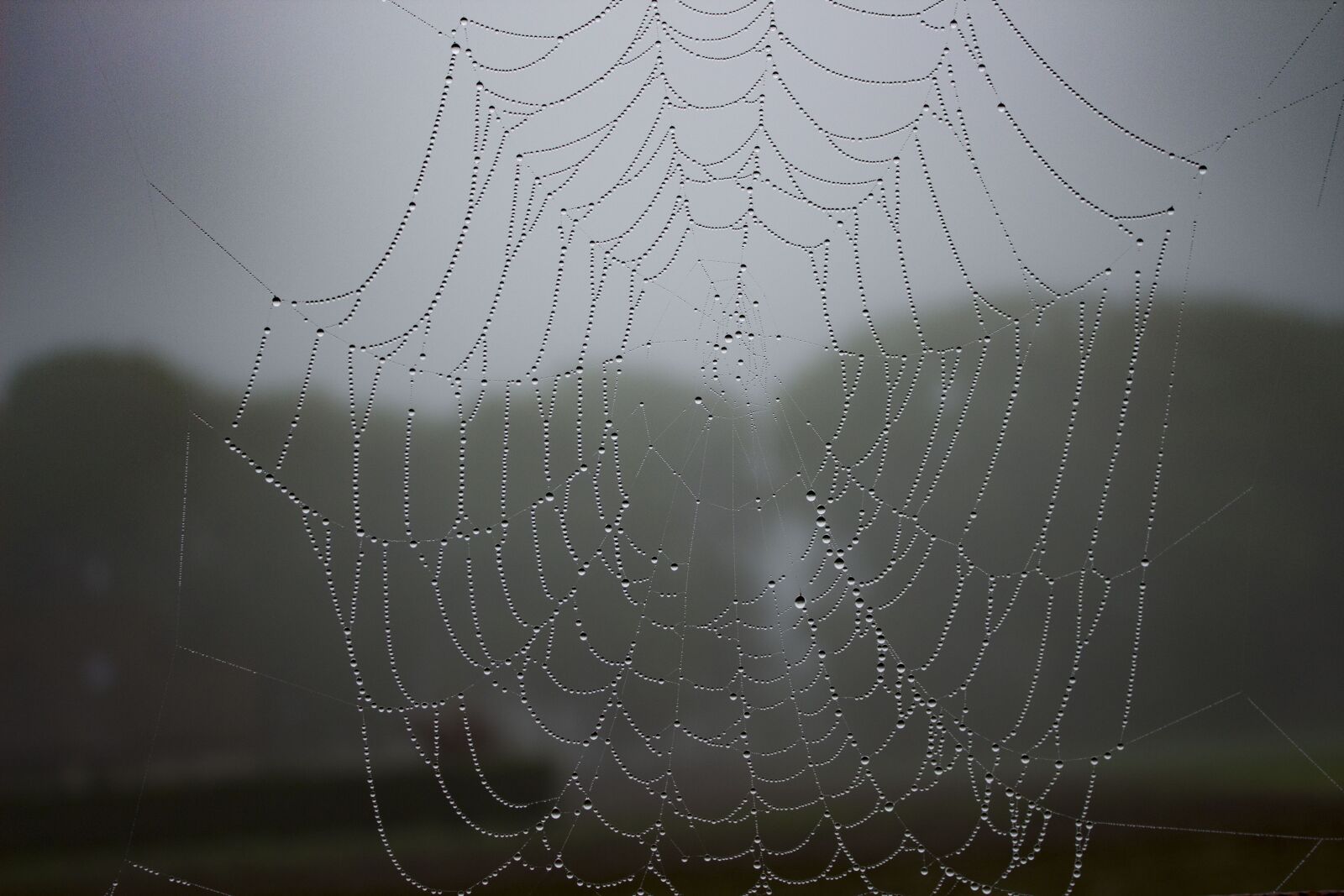 Canon EOS 650D (EOS Rebel T4i / EOS Kiss X6i) sample photo. Spiderweb, mist, dew photography