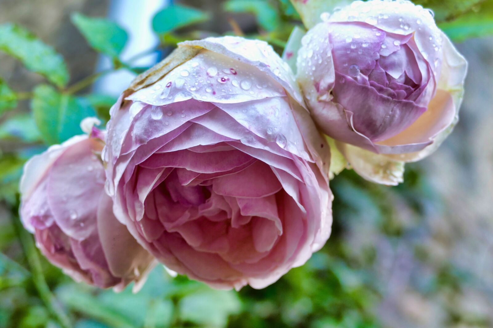 Panasonic Lumix DMC-FZ1000 sample photo. Flower, rose, plant photography
